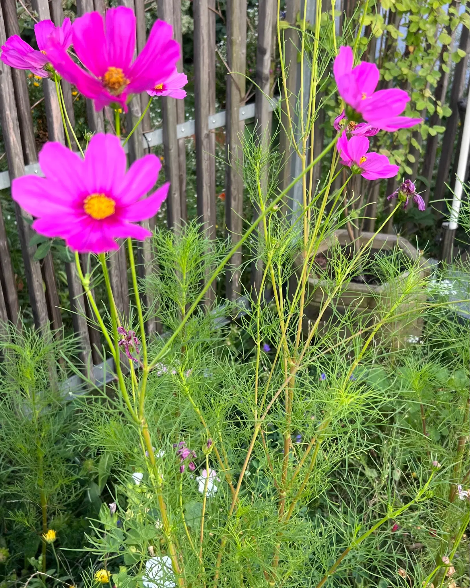 Lang-Stielige Pflanze, mit gefiederten Blättern mit lila-pinken Blüten.
