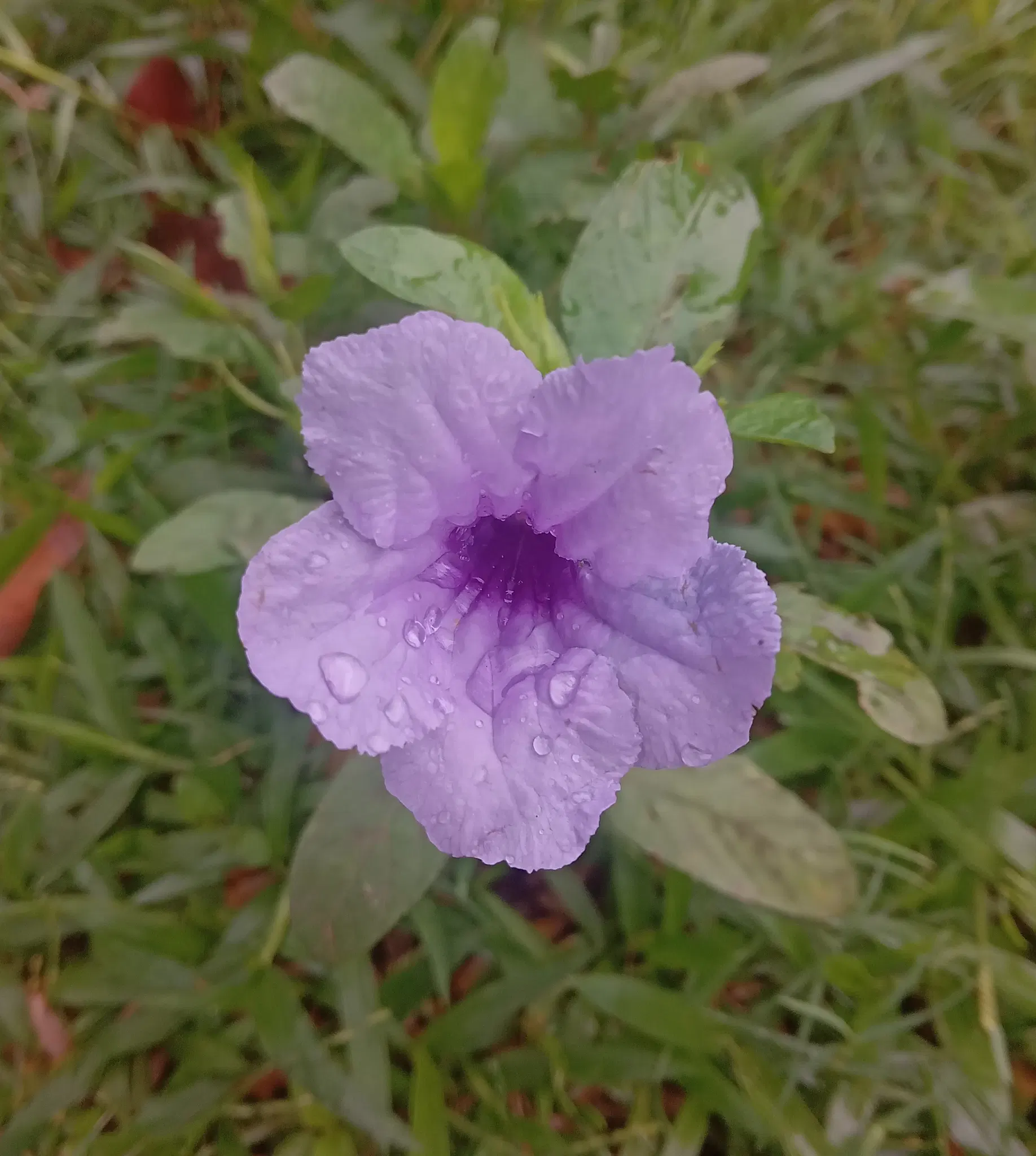 A purple flower after rain and I don't know what it is