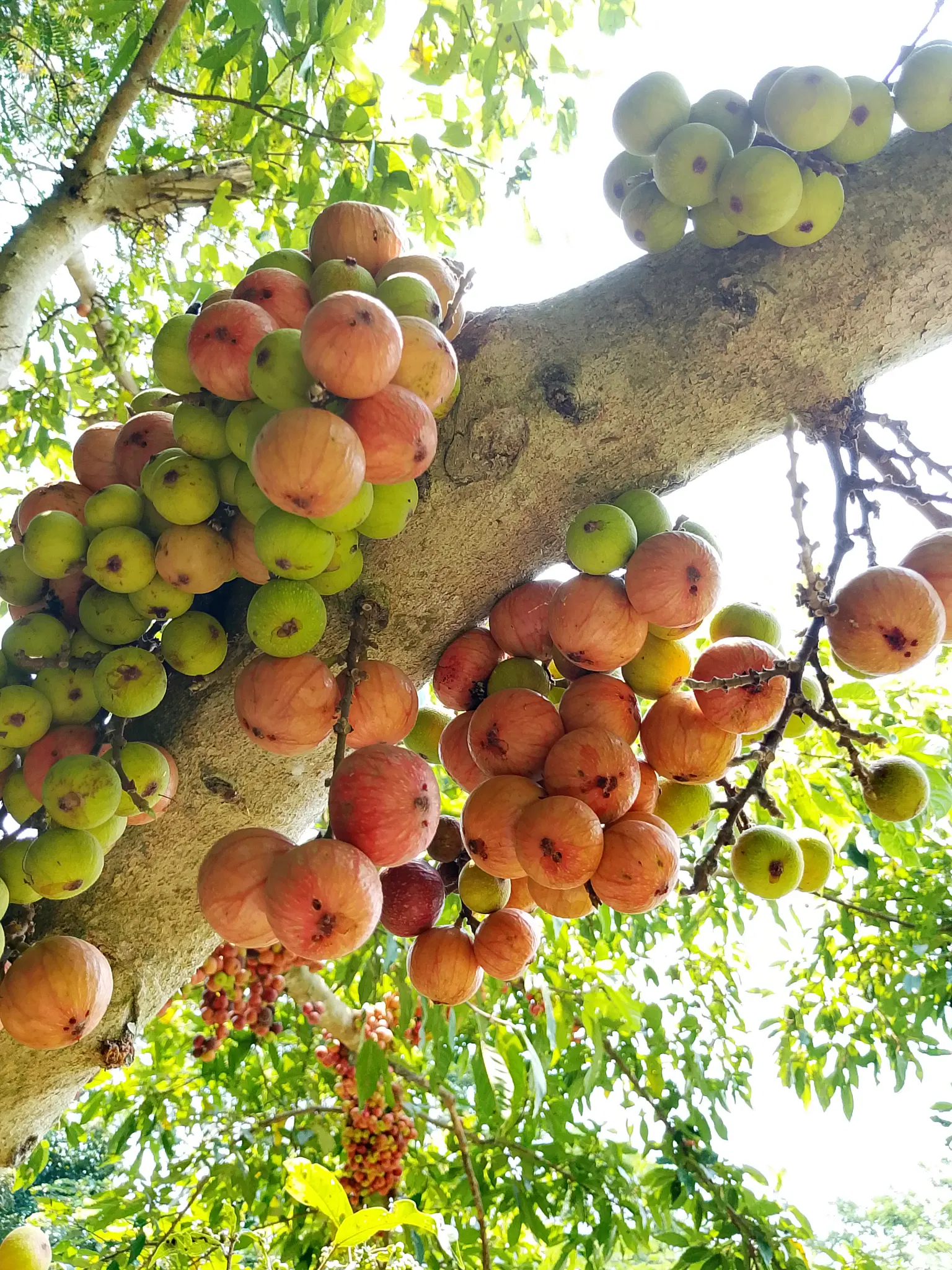A lot of green and red wild figs
